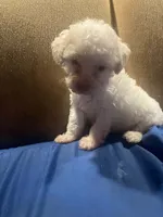 Pierre, a male Poodle - Toy  for sale in Bastrop, TX – 4 of 5