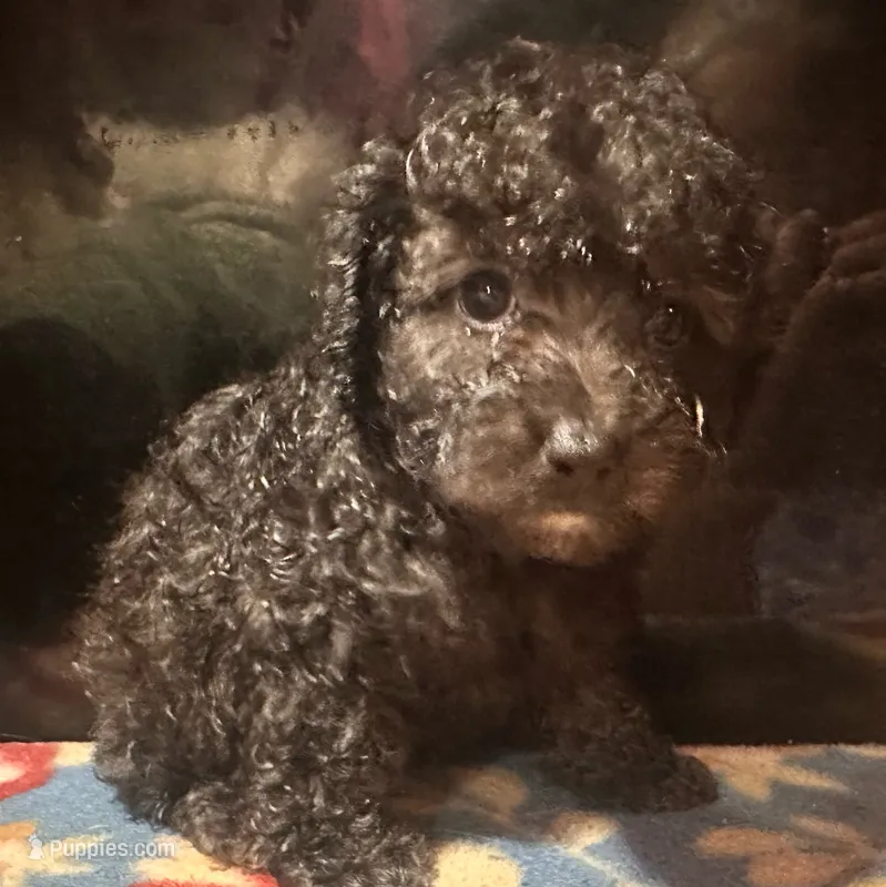 Midnight – Poodle - Toy  puppy for sale in Bastrop, TX