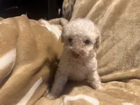 Pierre, a male Poodle - Toy  for sale in Bastrop, TX – 2 of 5