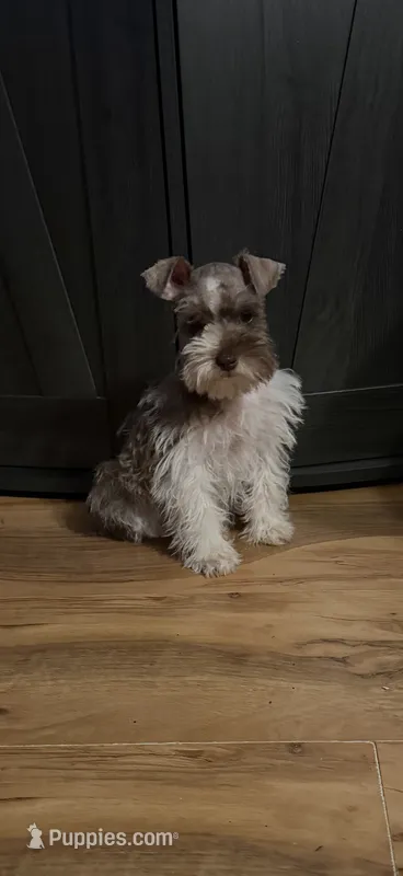 Jessie – Miniature Schnauzer puppy for sale in Millport, AL