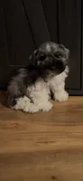 Woody, a male Miniature Schnauzer for sale in Millport, AL – 7 of 9