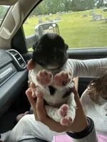 Woody, a male Miniature Schnauzer for sale in Millport, AL – 2 of 4