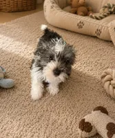 Jessie, a female Miniature Schnauzer for sale in Millport, AL – 1 of 5