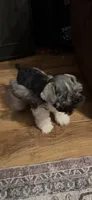 Woody, a male Miniature Schnauzer for sale in Millport, AL – 9 of 9