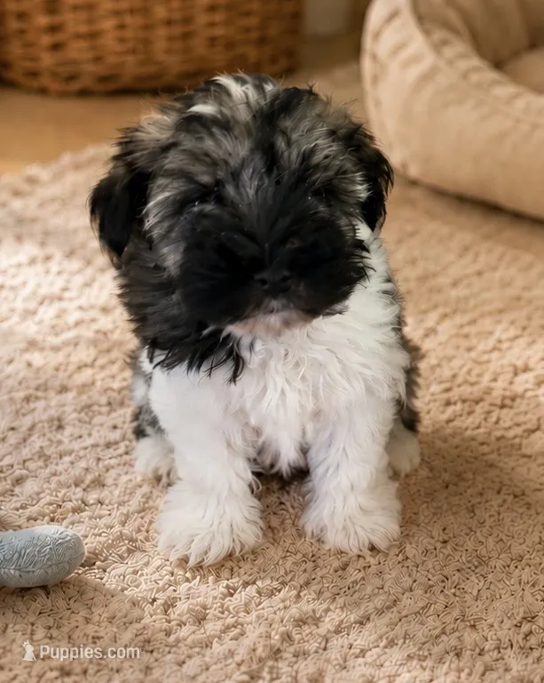 Woody – Miniature Schnauzer puppy for sale in Millport, AL