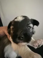 Woody, a male Miniature Schnauzer for sale in Millport, AL – 3 of 4