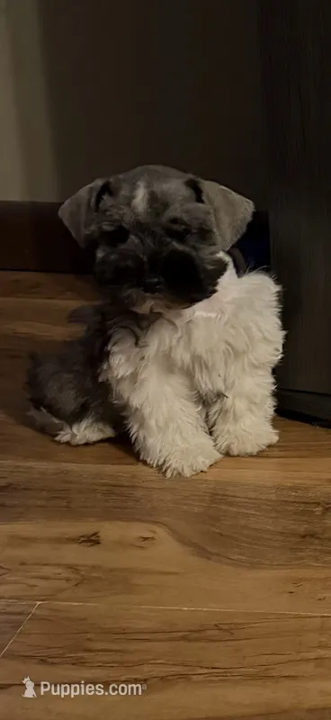 Woody – Miniature Schnauzer puppy for sale in Millport, AL