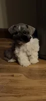 Woody, a male Miniature Schnauzer for sale in Millport, AL – 1 of 9