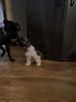 Woody, a male Miniature Schnauzer for sale in Millport, AL – 8 of 9