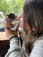 Jessie, a female Miniature Schnauzer for sale in Millport, AL – 5 of 5