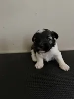 Woody, a male Miniature Schnauzer for sale in Millport, AL – 4 of 4