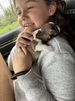 Jessie, a female Miniature Schnauzer for sale in Millport, AL – 3 of 5