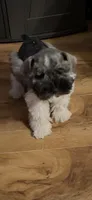 Woody, a male Miniature Schnauzer for sale in Millport, AL – 6 of 9
