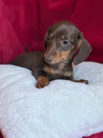 Hershey , a male Miniature Dachshund for sale in Blue Island, IL – 5 of 5