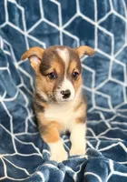 Snoopy , a male Pembroke Welsh Corgi for sale in Blue Island, IL – 2 of 4