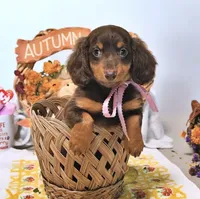 Mae AKC, a female Miniature Dachshund for sale in Blue Island, IL – 5 of 5