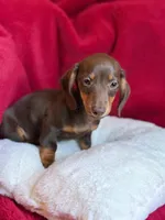 Hershey , a male Miniature Dachshund for sale in Blue Island, IL – 2 of 5