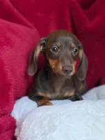 Hershey , a male Miniature Dachshund for sale in Blue Island, IL – 4 of 5