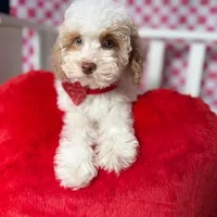 Charlie , a male Poodle - Toy  for sale in Blue Island, IL – Photo 1 of 5