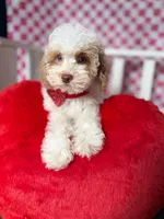 Charlie , a male Poodle - Toy  for sale in Blue Island, IL – Photo 1 of 5