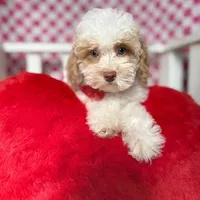 Charlie , a male Poodle - Toy  for sale in Blue Island, IL – Photo 2 of 5