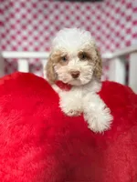 Charlie , a male Poodle - Toy  for sale in Blue Island, IL – Photo 2 of 5