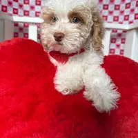 Charlie , a male Poodle - Toy  for sale in Blue Island, IL – Photo 4 of 5