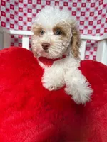 Charlie , a male Poodle - Toy  for sale in Blue Island, IL – Photo 4 of 5