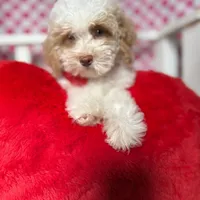 Charlie , a male Poodle - Toy  for sale in Blue Island, IL – Photo 3 of 5
