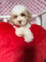 Charlie , a male Poodle - Toy  for sale in Blue Island, IL – Photo 3 of 5