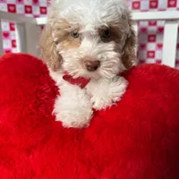 Charlie , a male Poodle - Toy  for sale in Blue Island, IL – Photo 5 of 5