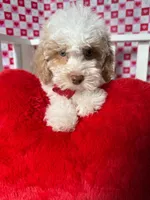 Charlie , a male Poodle - Toy  for sale in Blue Island, IL – Photo 5 of 5