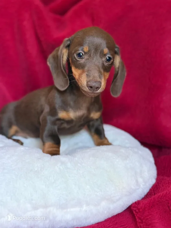 Hershey  – Miniature Dachshund puppy for sale in Blue Island, IL