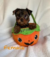 Chloe , a female Yorkshire Terrier for sale in Blue Island, IL – 1 of 1