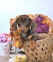 Mason, a male Miniature Dachshund for sale in Blue Island, IL – 2 of 4