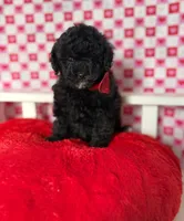 Benito , a male Poodle - Toy  for sale in Blue Island, IL – Photo 4 of 5