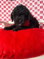 Benito , a male Poodle - Toy  for sale in Blue Island, IL – Photo 2 of 5