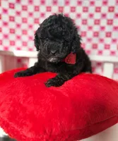 Benito , a male Poodle - Toy  for sale in Blue Island, IL – Photo 3 of 5