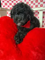 Benito , a male Poodle - Toy  for sale in Blue Island, IL – Photo 1 of 5