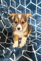 Snoopy , a male Pembroke Welsh Corgi for sale in Blue Island, IL – 3 of 4