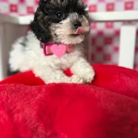 Abby , a female Poodle - Toy  for sale in Blue Island, IL – Photo 1 of 4