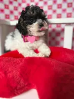 Abby , a female Poodle - Toy  for sale in Blue Island, IL – Photo 1 of 4