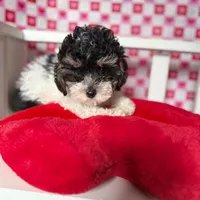 Abby , a female Poodle - Toy  for sale in Blue Island, IL – Photo 4 of 4