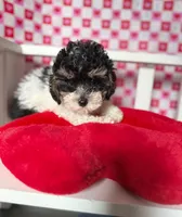 Abby , a female Poodle - Toy  for sale in Blue Island, IL – Photo 4 of 4