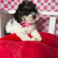 Abby , a female Poodle - Toy  for sale in Blue Island, IL – Photo 2 of 4