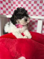 Abby , a female Poodle - Toy  for sale in Blue Island, IL – Photo 2 of 4