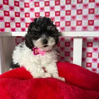 Abby , a female Poodle - Toy  for sale in Blue Island, IL – Photo 3 of 4