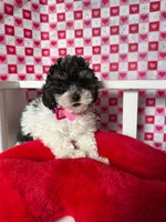 Abby , a female Poodle - Toy  for sale in Blue Island, IL – Photo 3 of 4