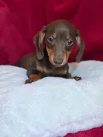 Hershey , a male Miniature Dachshund for sale in Blue Island, IL – 3 of 5