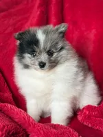 Blue , a male Pomeranian for sale in Blue Island, IL – 4 of 4